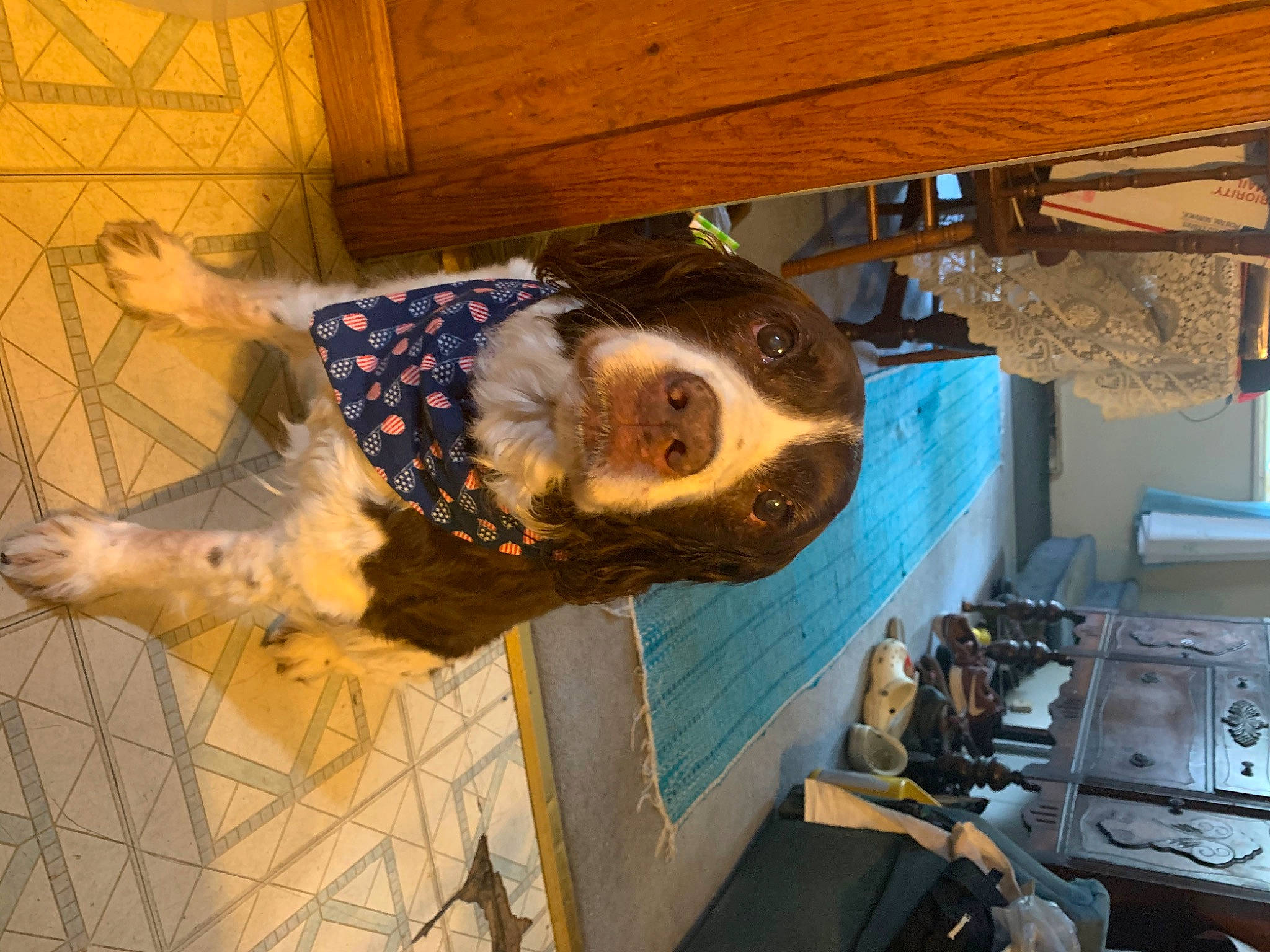 Pheobe joined the competition — help win amazing prizes! canidae, fawn, sporting_group