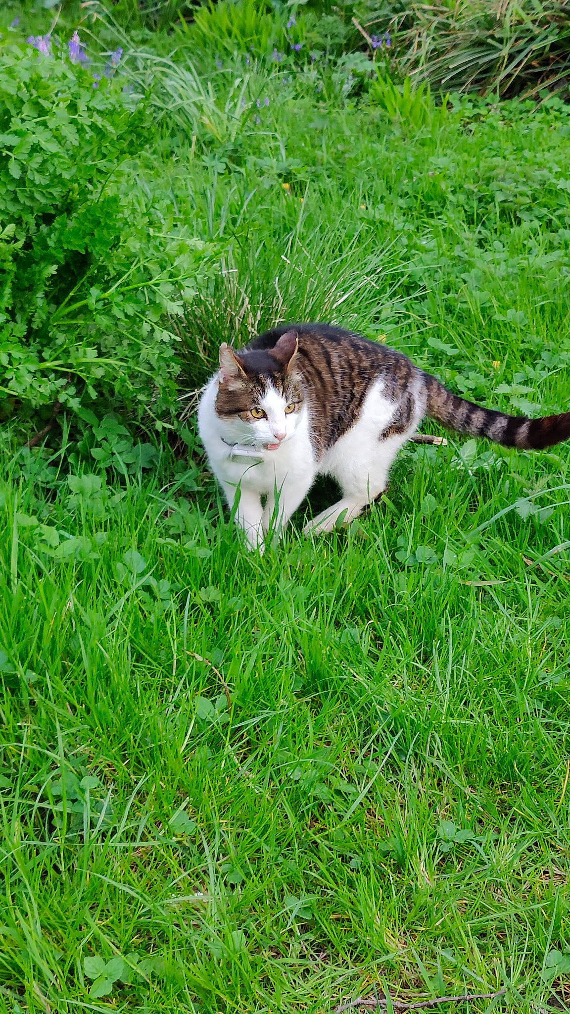 Tiger is registered to the contest to win money with this photo: carnivore, cat, domestic_short_haired_cat, fawn, felidae, fur, grass, grassland, groundcover, herb, lawn, pasture, plant, small_to_medium_sized_cats, sporting_group, tail, terrestrial_animal, tree, whiskers, wildlife