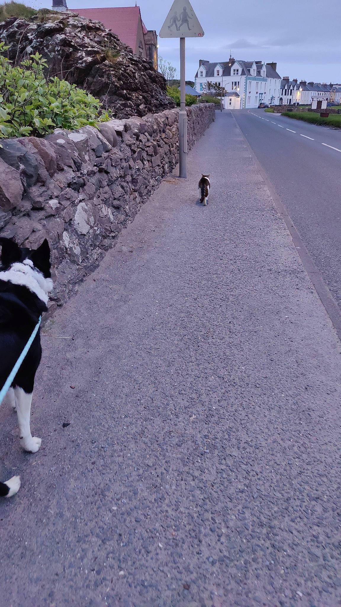 Tiger joined the competition — help win amazing prizes! asphalt, cobblestone, concrete, dog, flooring, grass, landscape, pet_supply, plant, recreation, road, road_surface, shadow, sidewalk, sky, street, tar, walkway, wall, working_animal