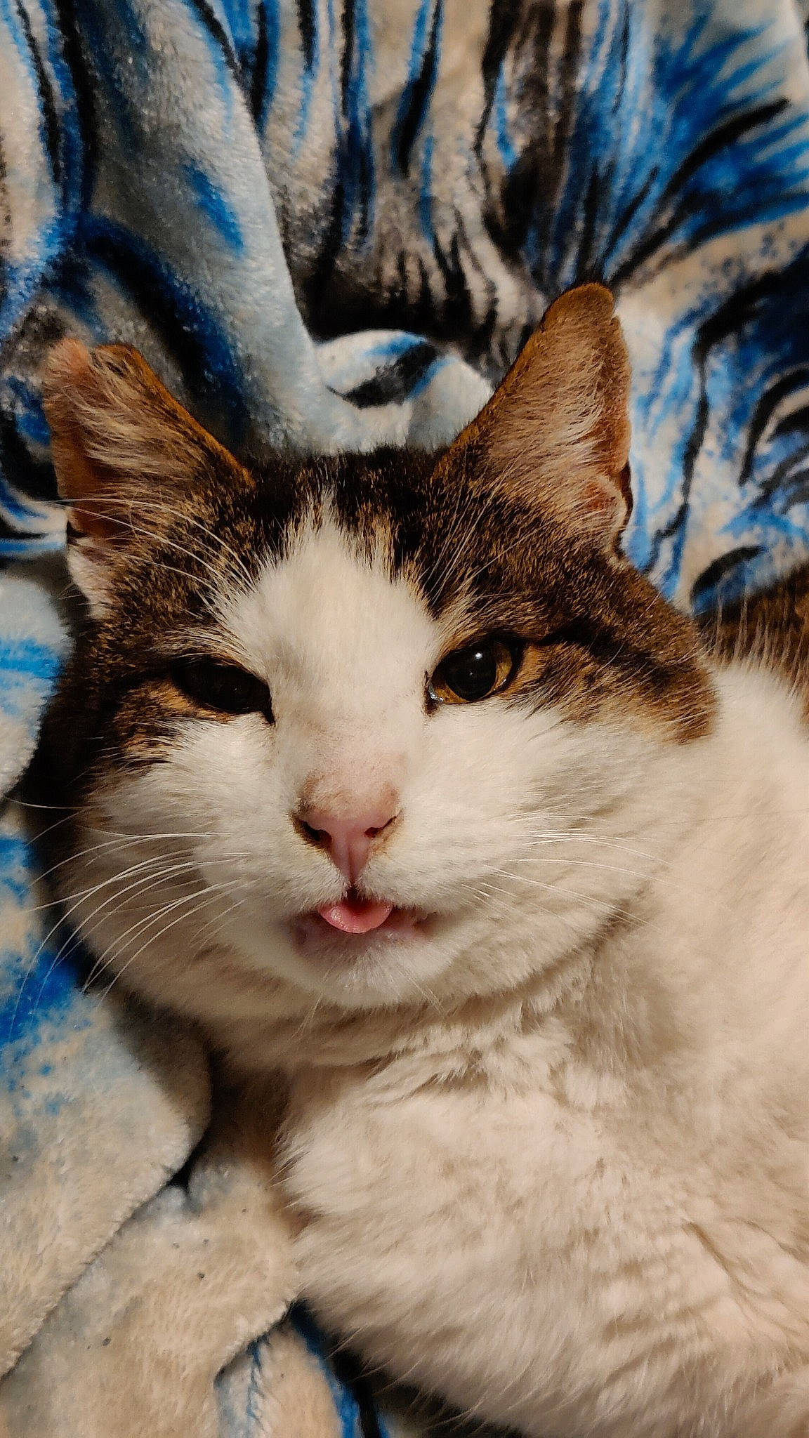 Tiger is registered to the contest to win money with this photo: art, carnivore, cat, domestic_short_haired_cat, felidae, fur, grass, paw, plant, sky, small_to_medium_sized_cats, snout, tail, terrestrial_animal, tree, whiskers, wildlife, window