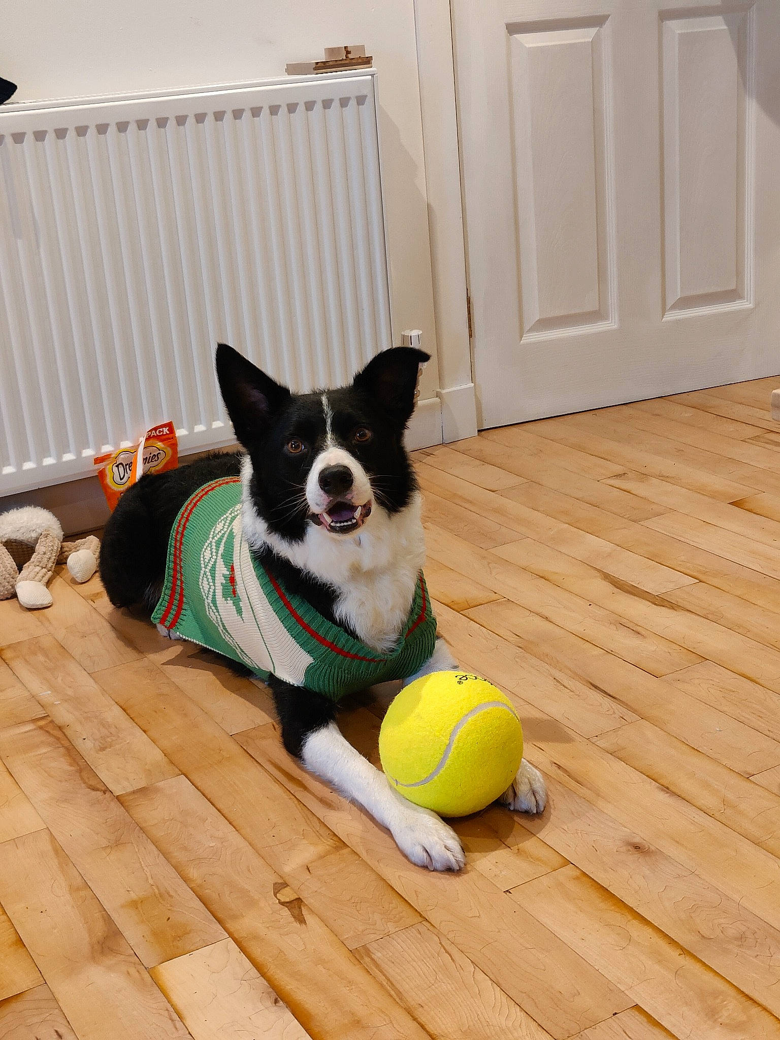 Laddie joined the competition — help win amazing prizes! ball, boston_terrier, carnivore, companion_dog, dog, dog_breed, dog_supply, fawn, floor, flooring, hardwood, laminate_flooring, snout, sports_equipment, tail, tennis_ball, toy_dog, wood, wood_flooring, wood_stain