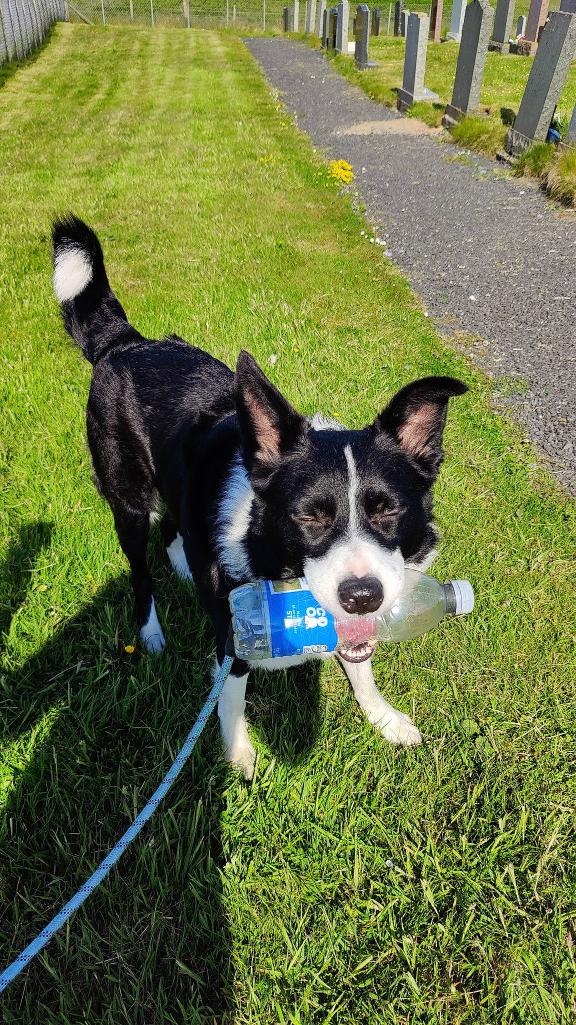 Laddie is registered to the contest to win money with this photo: canidae, carnivore, collar, companion_dog, dog, dog_breed, dog_collar, electric_blue, grass, herding_dog, lawn, leash, mcnab, plant, recreation, sporting_group, tail, terrier, working_animal, working_dog