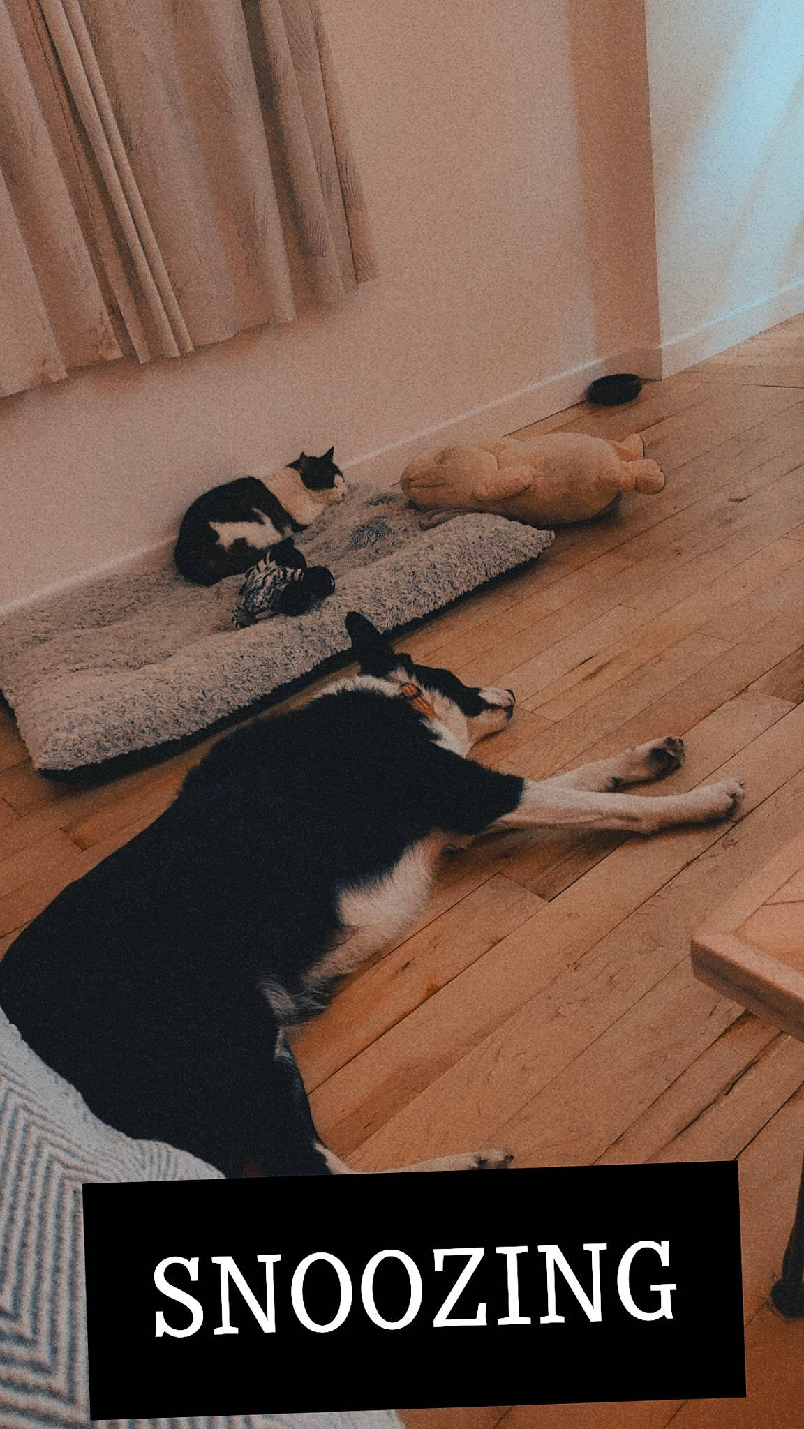 Laddie is registered to the contest to win money with this photo: carnivore, cat, comfort, companion_dog, couch, curtain, dog_breed, felidae, floor, flooring, font, hardwood, laminate_flooring, plank, plywood, small_to_medium_sized_cats, tail, wood, wood_flooring, wood_stain