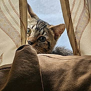 Mithu joined the competition — help win amazing prizes! animal, brown, cat, closeup, cozy, curious, curtain, cushion, domestic_cat, feline, fur, indoor, kitten, peeking, pet, playful, soft_texture, tabby, window_screen, young_cat