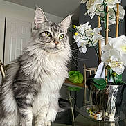 Gaby joined the competition — help win amazing prizes! cat, fluffy, gray, white, sitting, table, glass, flower, orchid, vase, indoor, furniture, chair, plant, decor, pet, closeup, domestic, whiskers, curious