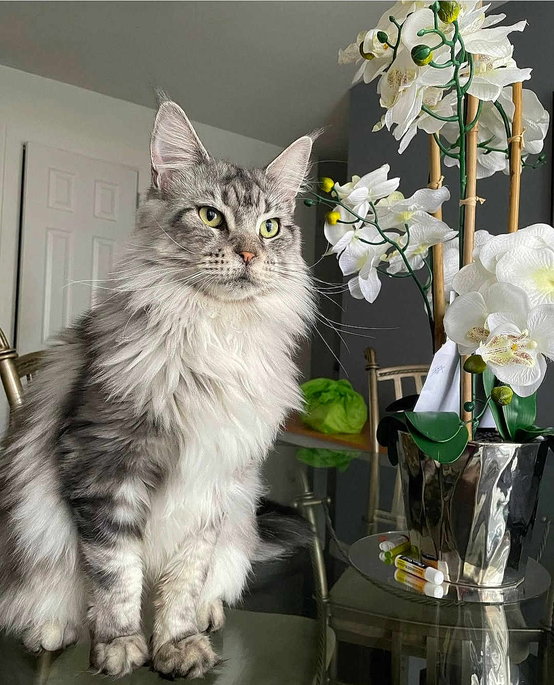Gaby joined the competition — help win amazing prizes! cat, fluffy, gray, white, sitting, table, glass, flower, orchid, vase, indoor, furniture, chair, plant, decor, pet, closeup, domestic, whiskers, curious