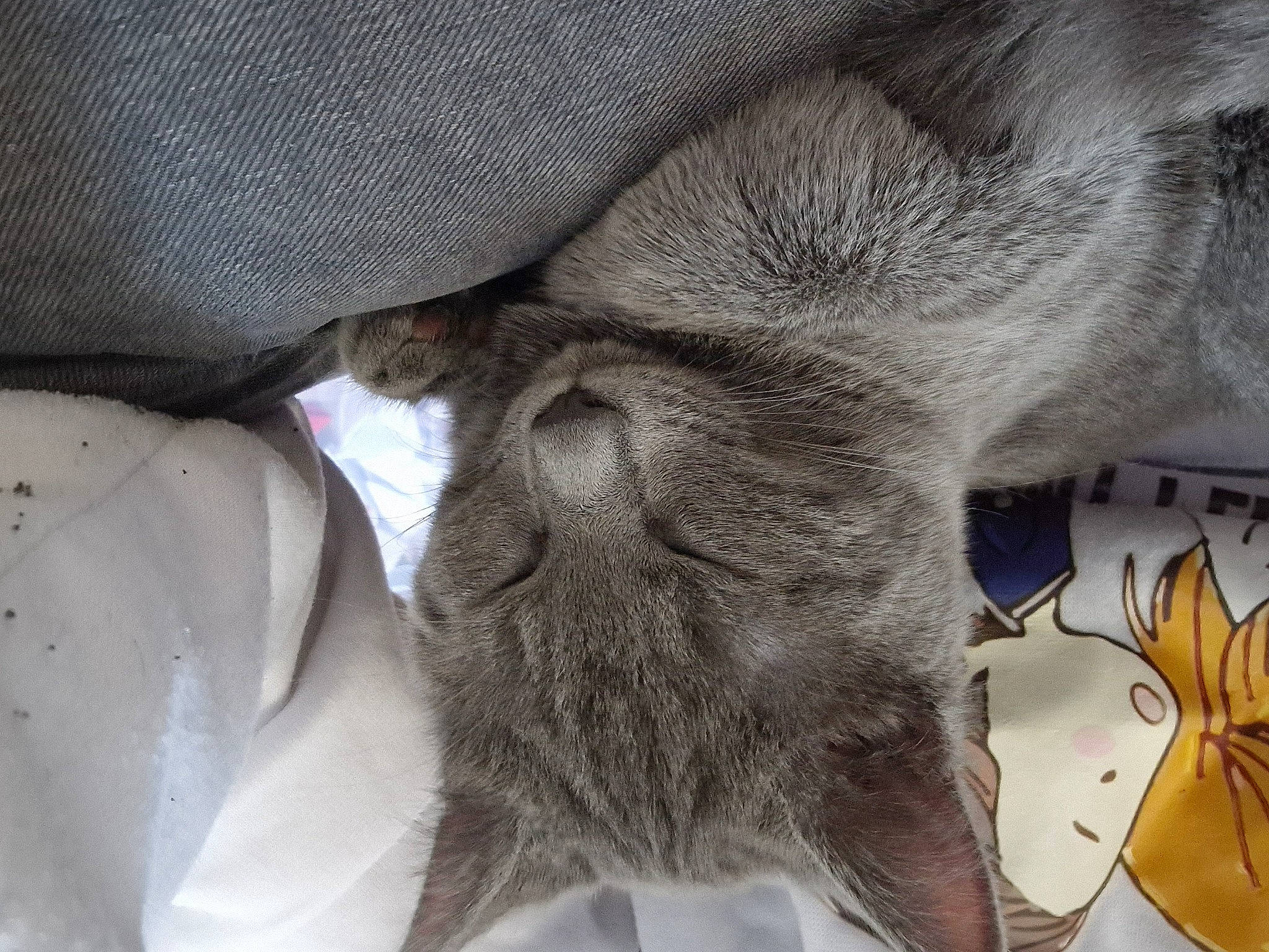 Garry a rejoint le concours — aidez-le/la à gagner de superbes lots ! carnivore, cat, claw, comfort, dog_breed, domestic_short_haired_cat, ear, felidae, fur, grey, human_leg, nap, paw, small_to_medium_sized_cats, snout, sporting_group, tail, terrestrial_animal, whiskers, wrinkle