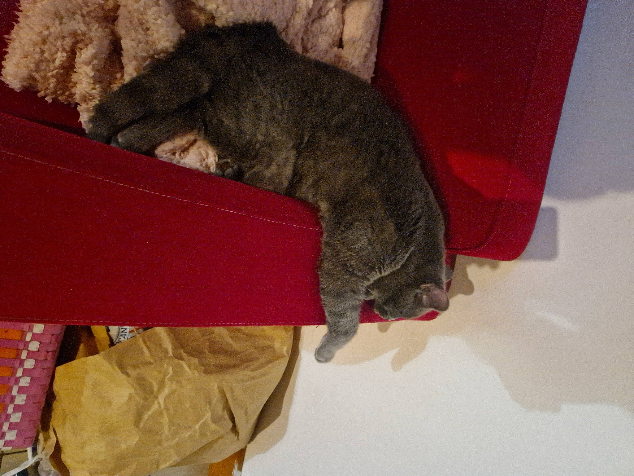 Garry a rejoint le concours — aidez-le/la à gagner de superbes lots ! carnivore, cat, domestic_short_haired_cat, felidae, fur, sleeve, small_to_medium_sized_cats, snout, tail, whiskers, wood