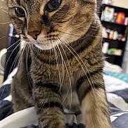 Cocoa joined the competition — help win amazing prizes! cat, tabby, pet, feline, whiskers, close_up, indoor, curious, paws, striped_fur, animal, mammal, cute, face, fur, domestic_cat, bed, blanket, home, soft