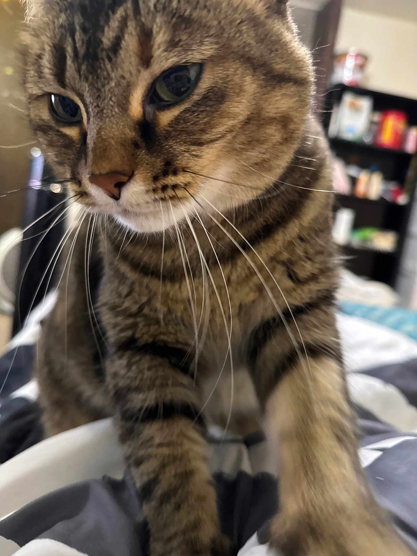 Cocoa joined the competition — help win amazing prizes! cat, tabby, pet, feline, whiskers, close_up, indoor, curious, paws, striped_fur, animal, mammal, cute, face, fur, domestic_cat, bed, blanket, home, soft