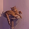 animal, cat, cat_tree, curious, domestic_cat, feline, fur, furniture, home, indoor, looking, orange_tabby, paw, pet, purple_wall, relaxed, resting, sideways_glance, texture, wall
