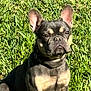 alert, animal, canine, companion, cute, daylight, dog, domestic_animal, ears_up, french_bulldog, fur, grass, greenery, mammal, nature, outdoor, pet, portrait, sitting, sunlight