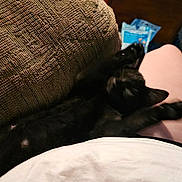 Tiny is registered to the contest to win money with this photo: black_cat, cat, pet, lap, stretching, furniture, couch, carpet, person, legs, indoor, relaxing, toy, book, home, cozy, animal, paw, resting, casual