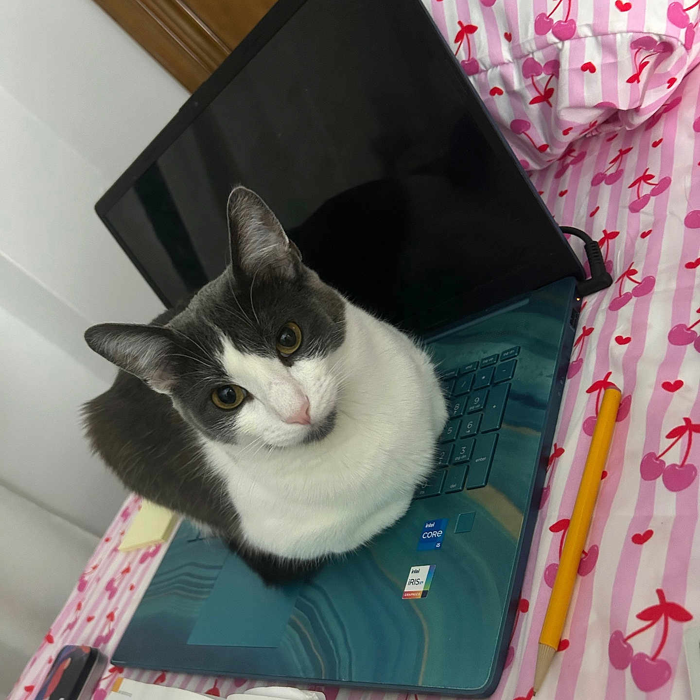 Gracie is registered to the contest to win money with this photo: bed, bedspread, book, cat, cherry_pattern, cozy, curious, domestic_cat, electronics, gray_and_white, indoor, keyboard, laptop, looking_at_camera, pencil, pet, pink, resting, study_materials, technology