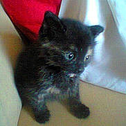 Poeske participe au concours pour gagner de l'argent avec cette photo :