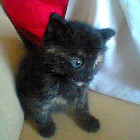 Poeske participe au concours pour gagner de l'argent avec cette photo :