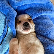 Vador a rejoint le concours — aidez-le/la à gagner de superbes lots ! animal, blanket, blue, cozy, cute, dog, domestic, fur, fur_texture, indoors, mammal, nose, paw, pet, puppy, relaxed, resting, sleep, sleeping, snout