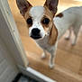 animal, brown_and_white, canine, close_up, companion, curious, cute, dog, domestic_animal, doorway, ears, flooring, indoor, looking, pet, portrait, small_dog, standing, wooden_floor, young_dog