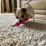 Vador a rejoint le concours — aidez-le/la à gagner de superbes lots ! animal, blurred_background, bone, brown, carpet, cute, dog, floor, furniture, home, indoor, mischievous, pet, pink, playful, puppy, small_dog, toy, white, young