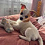 Vador participe au concours pour gagner de l'argent avec cette photo : bed, blanket, cozy, curtains, cute, dog, fur, home, indoor, lamp, looking_at_camera, pet, pink, puppy, relaxed, resting, small_dog, soft, sunlight, toy
