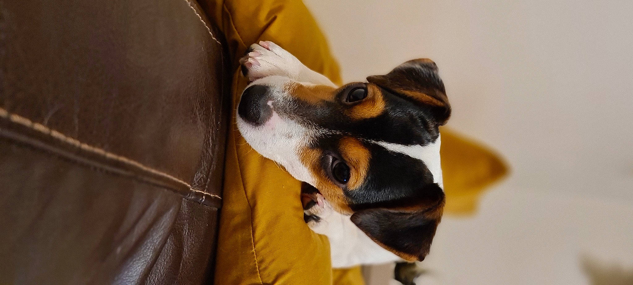 Poppy is registered to the contest to win money with this photo: basenji, canidae, carnivore, collar, comfort, companion_dog, dog, dog_breed, fawn, fur, gesture, guard_dog, hound, paw, sporting_group, toy_dog, whiskers, working_animal, working_dog, yellow