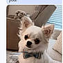 Cooper joined the competition — help win amazing prizes! animal, blanket, bow_tie, chihuahua, companion, couch, cute, dog, domestic_animal, fluffy, friendly, furniture, indoor, living_room, pet, portrait, sitting, small_dog, white_fur, window_blinds