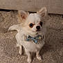 Cooper joined the competition — help win amazing prizes! alert, animal, black_nose, bow_tie, carpet, chihuahua, cute, dog, domestic_animal, ears, fluffy, fur, home, indoor, living_room, pet, portrait, small_dog, standing, white_dog