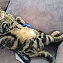Richie joined the competition — help win amazing prizes! cat, tabby_cat, pet, feline, collar, striped_fur, indoor, couch, furniture, relaxed, lying_down, animal, whiskers, ears, paws, fur, mammal, domestic_animal, cozy, resting