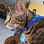 cat, tabby, close_up, side_profile, blue_bandana, collar, whiskers, table, water_bottle, indoor, furniture, brown_fur, green_eyes, pet, domestic_animal, household, tile_floor, background, focus, animal_portrait