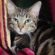 Richie joined the competition — help win amazing prizes! cat, tabby, close_up, fur, whiskers, green_eyes, curtain, red_curtain, indoor, pet, animal, striped, relaxed, looking_at_camera, feline, resting, cozy, portrait, mammal, domestic_cat