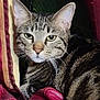 cat, tabby, close_up, fur, whiskers, green_eyes, curtain, red_curtain, indoor, pet, animal, striped, relaxed, looking_at_camera, feline, resting, cozy, portrait, mammal, domestic_cat