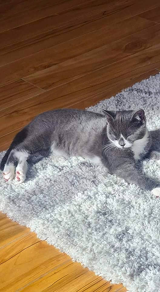 Boba is registered to the contest to win money with this photo: carnivore, cat, cat_toy, claw, comfort, domestic_short_haired_cat, fawn, felidae, flooring, fur, grey, hardwood, paw, sitting, small_to_medium_sized_cats, tail, terrestrial_animal, whiskers, wood, wood_stain