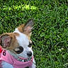 Gorgia joined the competition — help win amazing prizes! dog, puppy, small_dog, pink_shirt, beaded_necklace, grass, outdoor, nature, cute, pet, animal, close_up, ears, white_fur, brown_fur, green, summer, young, playful, adorable