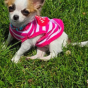Gorgia joined the competition — help win amazing prizes! dog, puppy, chihuahua, grass, outdoor, pet, animal, cute, small, young, beaded_necklace, pink_shirt, striped, sunlight, nature, summer, relaxing, fur, tail, ear