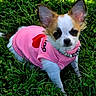 Gorgia joined the competition — help win amazing prizes! dog, puppy, pink_shirt, heart, grass, outdoor, pet, cute, small_dog, ears, collar, nature, animal, fur, greenery, adorable, resting, summer, young, portrait
