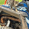 cat, tabby_cat, muddy_vehicle, off_road, tire, engine, outdoor, greenery, animal, pet, curious, walking, close_up, four_legged, nature, vehicle, dirt, adventure, orange, metal
