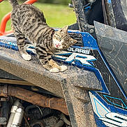 Mufasa is registered to the contest to win money with this photo: cat, tabby, animal, muddy, off_road_vehicle, outdoor, curious, stretching, tongue_out, four_paws, metal, tire, engine, dirt, blue, orange, grill, vehicle, nature, playful