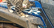 Mufasa is registered to the contest to win money with this photo: cat, tabby_cat, animal, pet, muddy, off_road_vehicle, polaris, engine, metal, outdoor, greenery, curious, four_legged, mammal, vehicle, dirt, mechanical, playful, close_up, nature