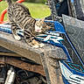 cat, tabby_cat, animal, pet, muddy, off_road_vehicle, polaris, engine, metal, outdoor, greenery, curious, four_legged, mammal, vehicle, dirt, mechanical, playful, close_up, nature