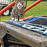 cat, tabby_cat, animal, pet, outdoor, vehicle, off_road_vehicle, mud, grass, playground, orange_bars, wheel, metal, engine, nature, daytime, feline, curious, sitting, background