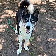 Sokka is registered to the contest to win money with this photo: dog, animal, outdoor, black_and_white, blue_eyes, happy, pet, canine, tail, fur, collar, dirt, acorns, leaf, daylight, nature, playful, standing, looking_up, sunlight