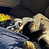 animal, blanket, blue_eyes, canine, cat, companion, couch, cozy, dog, domestic, feline, fur, husky, indoor, pet, relaxing, resting, sleeping, sunlight, tabby_cat