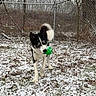 animal, ball, blue_eyes, canine, chain_link_fence, cold, dog, fence, grass, husky, leafless_trees, mouth_holding, nature, outdoor, pet, playful, snow, standing, tree, winter