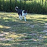 animal, black_and_white, canine, collar, daytime, dog, field, fur, grass, greenery, leisure, nature, outdoor, park, pet, shadows, sunlight, tail, trees, walking