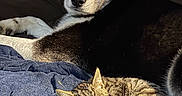Sokka joined the competition — help win amazing prizes! dog, husky, cat, kitten, sleeping, couch, blanket, blue_eye, brown_eye, pet, animal, furry, resting, domestic, indoor, cozy, relaxing, fur, paw, sunlight