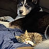 animal, blanket, blue_eye, brown_eye, cat, couch, cozy, dog, domestic, fur, furry, husky, indoor, kitten, paw, pet, relaxing, resting, sleeping, sunlight