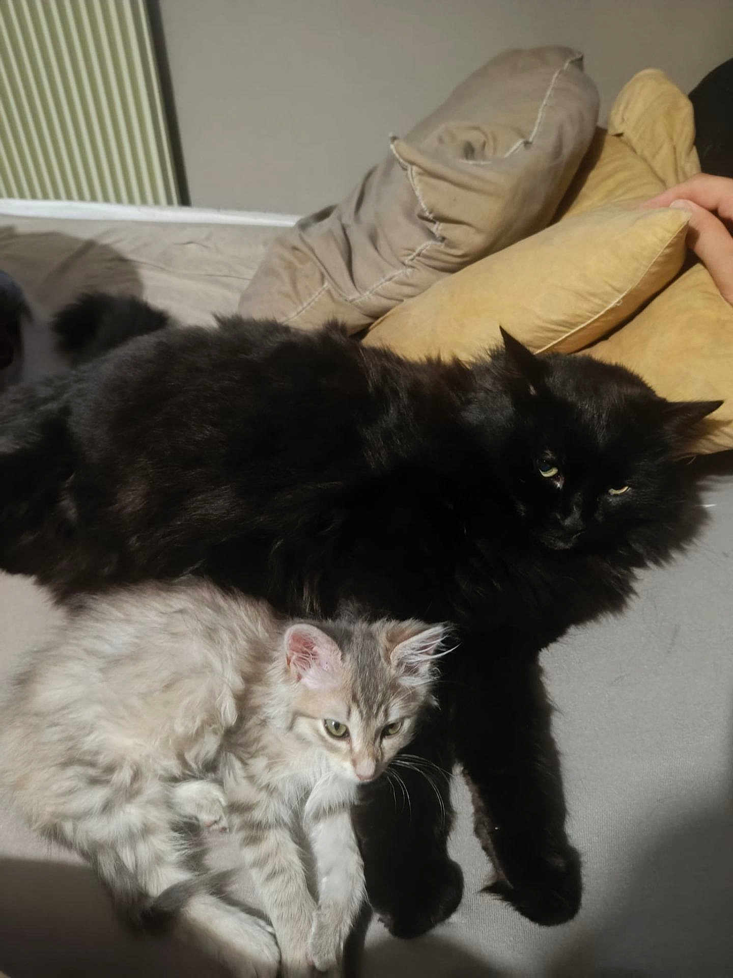 Felix