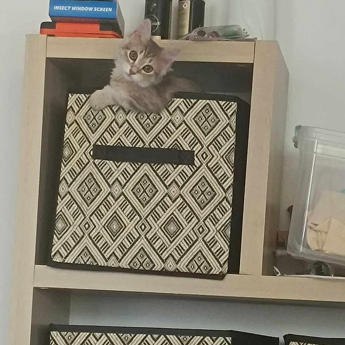 Nala participe au concours pour gagner de l'argent avec cette photo : cat, container, cozy, curious, cute, domestic, eyes, furniture, furry, head, household_items, indoor, kitten, pattern, pet, playful, room, shelf, small_animal, storage_box
