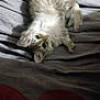 kitten, cat, bed, blanket, gray, red, fur, cute, pet, animal, lying_down, upside_down, playful, soft, indoor, cozy, resting, young, whiskers, ears