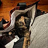 cat, tortoiseshell, shopping_bag, wooden_floor, indoor, curious, pets, animal, paw, eyes, feline, closeup, domestic_cat, bag, texture, household, soft_light, brown, black, orange
